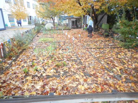 A horta coberta de folhas que caem das muitas árvores do recreio da escola e servem para cobrir o nosso compostor.